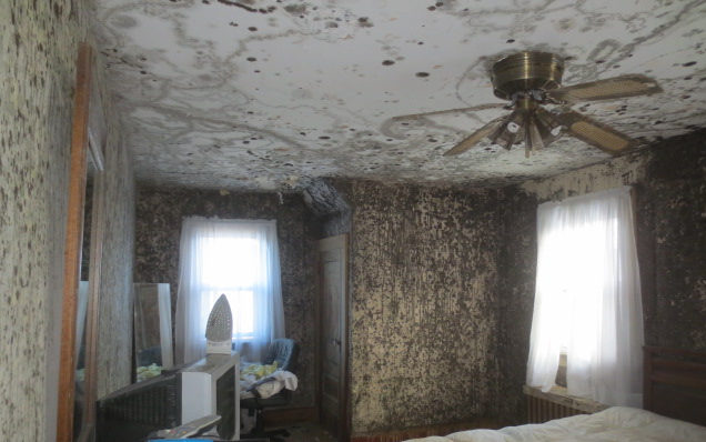 Mold Remediation