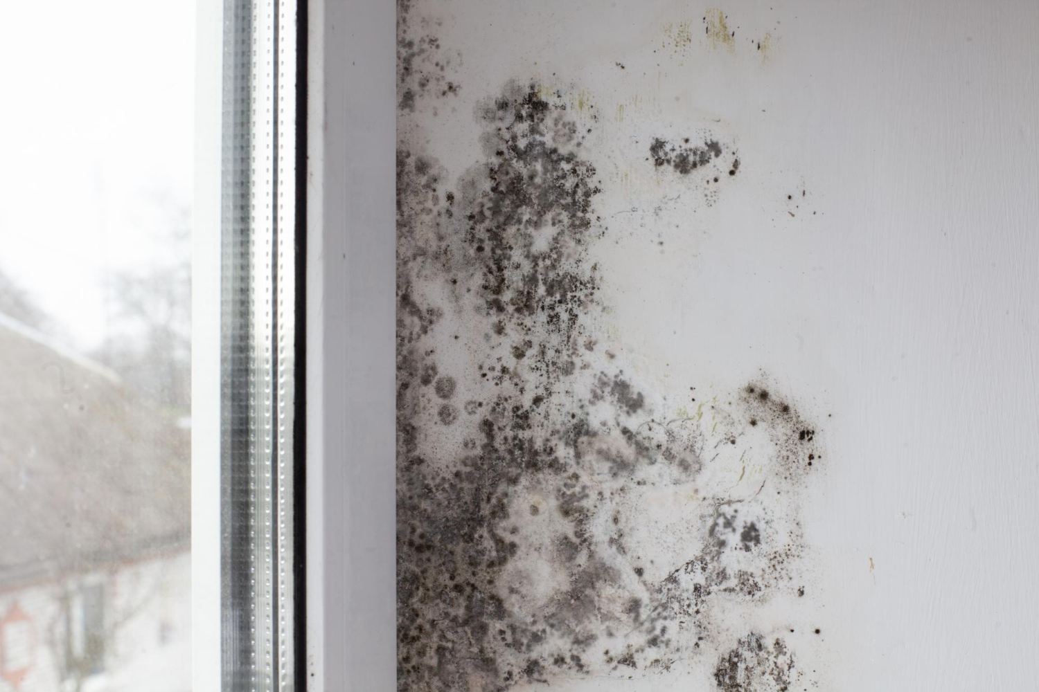Mold Removal Services in Neptune, Monmouth County – When to Call the Pros