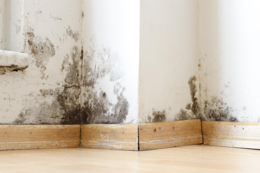 What Are the Legal Responsibilities Regarding Mold in Monmouth County, NJ Rentals
