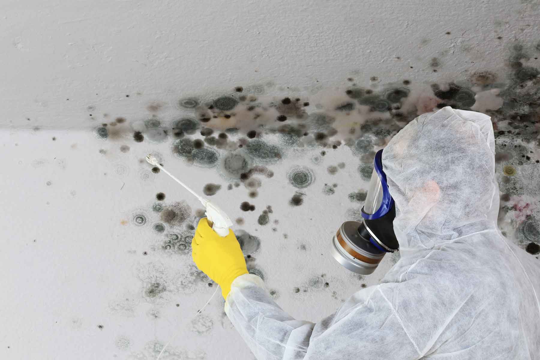 Step-by-Step Mold Removal Services in New Jersey: What to Expect and How It Works