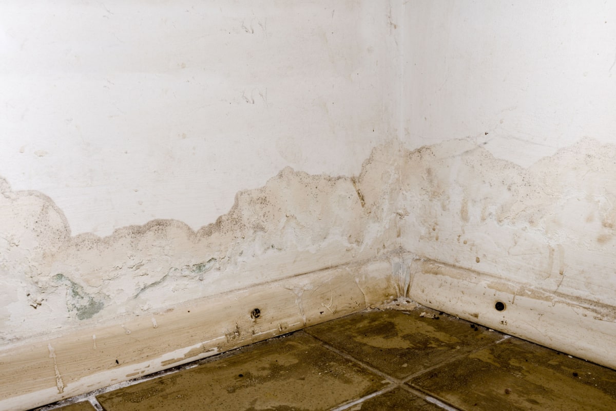 Mold Remediation After Floods in NYC Act Fast to Protect Your Property