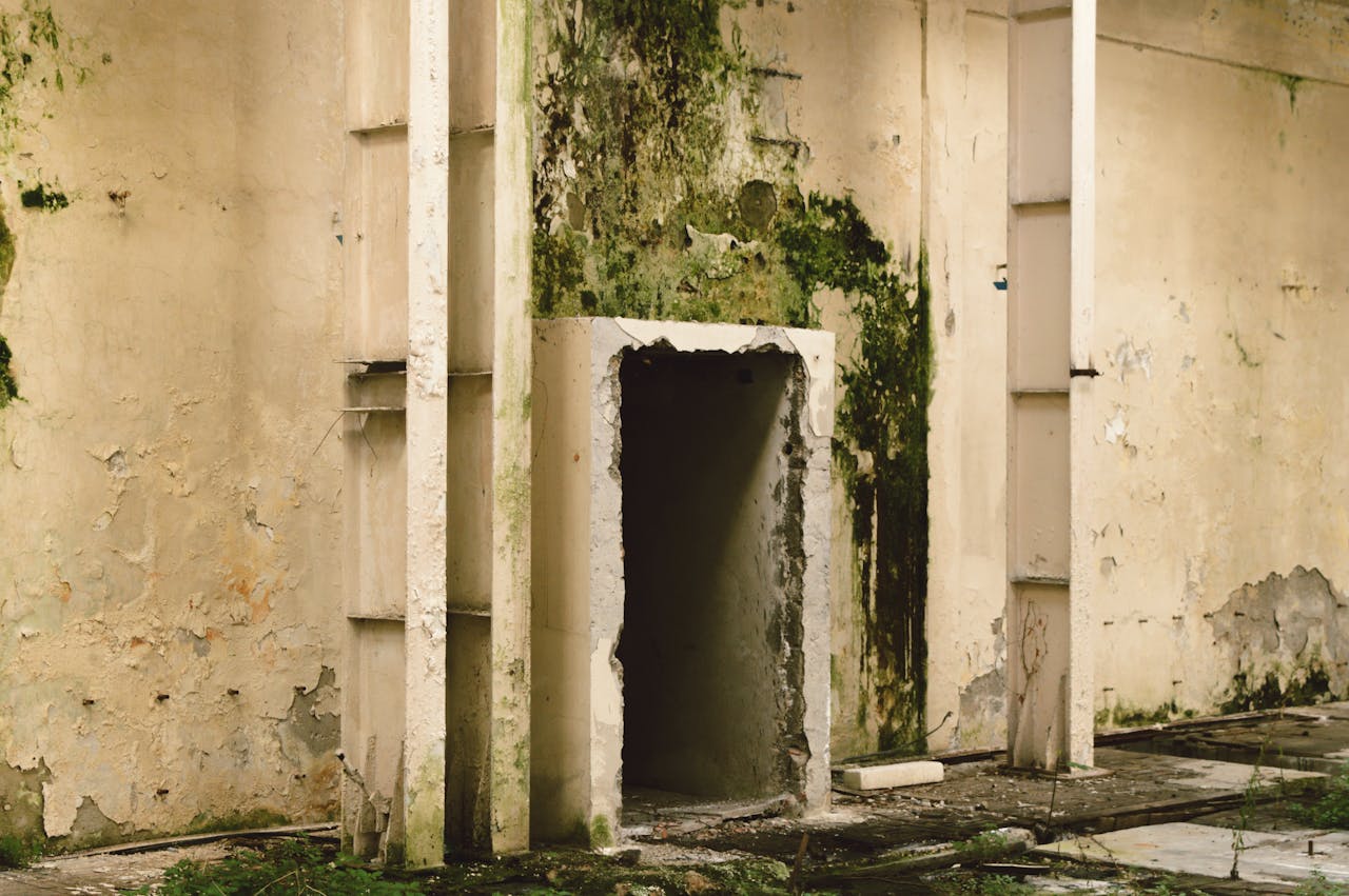 Why Mold Removal in Pennsylvania Basements Is More Urgent Than You Think